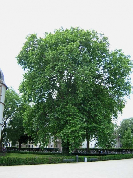 Bild 3 von 2 Platanen am Schloss Neuhaus